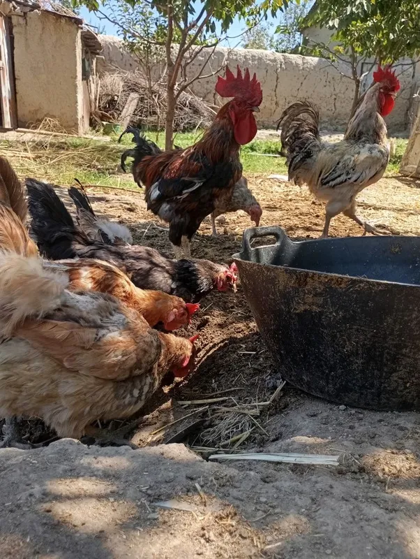 Sifatli xonaki va damashniy tovuq va xo'rozlar 5 Sifatli xonaki va damashniy tovuq va xo'rozlar 5