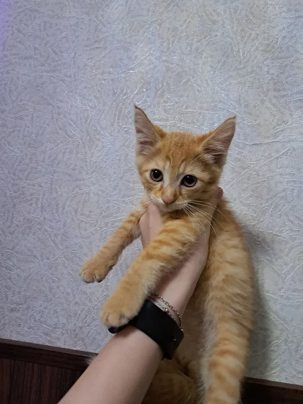 Котята 2 мес домашние к лотку приучены.г.Андижан — фото 1 Котята 2 мес домашние к лотку приучены.г.Андижан — фото 1