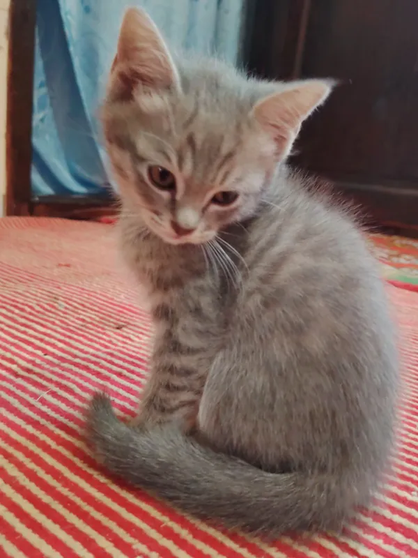 Породистые котята продаётся — фото 1