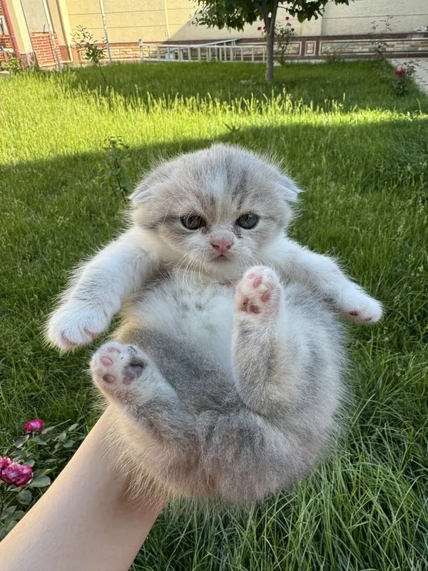 котята скотиш фолд — фото 7
