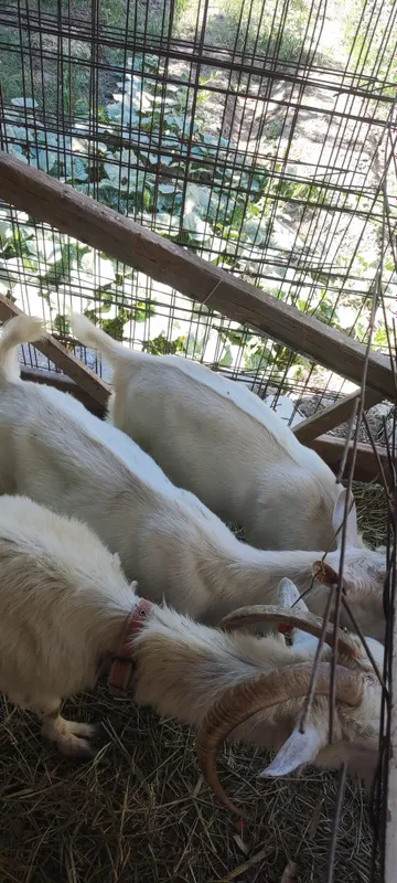 Zotli zanin takachalar sotiladi 7