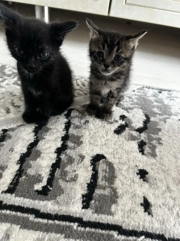 Отдам даром котят — фото 2