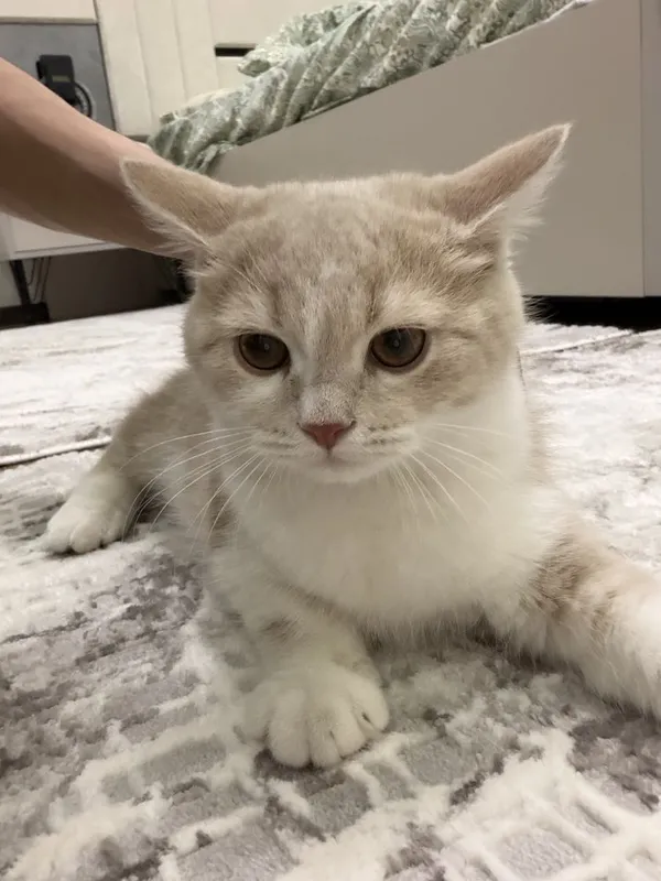 Скотиш страйт мальчик