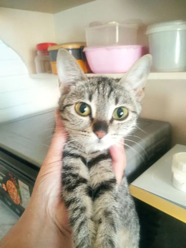 Котята даром 7 Котята даром 7