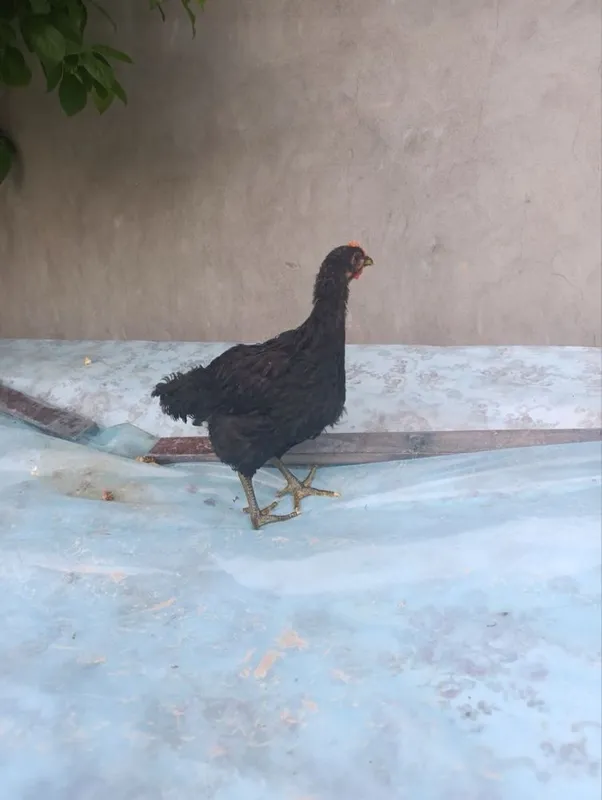 Jessiy jojalar sotiladi
