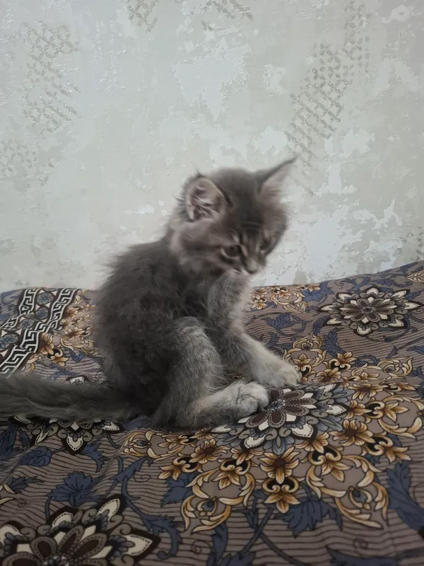 Maine Coon