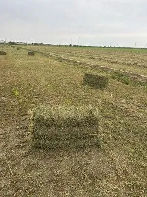 Beda press sotiladi