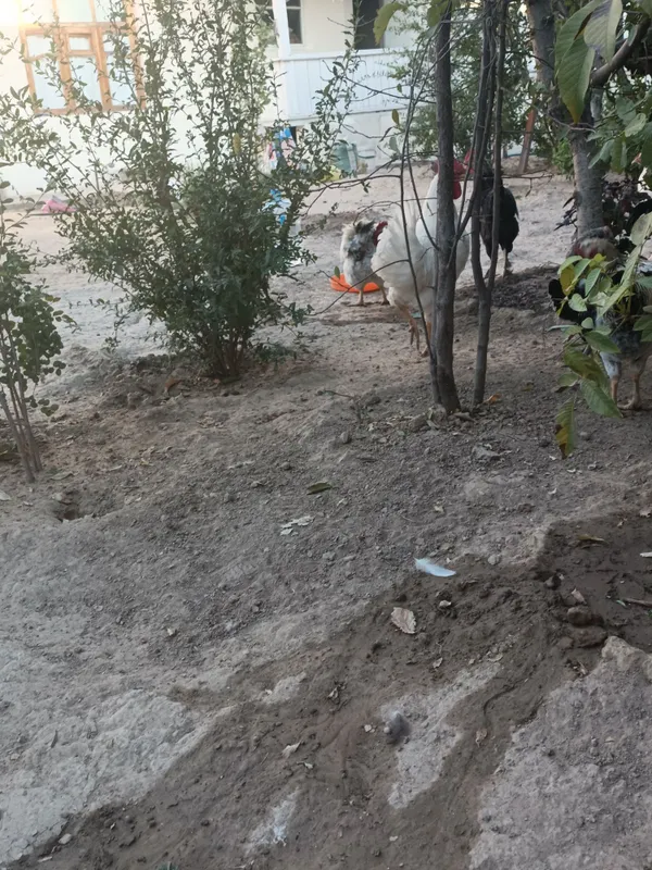 Xorozlar sotiladi domashniy zo'r boqilgan 5oylik 2 Xorozlar sotiladi domashniy zo'r boqilgan 5oylik 2