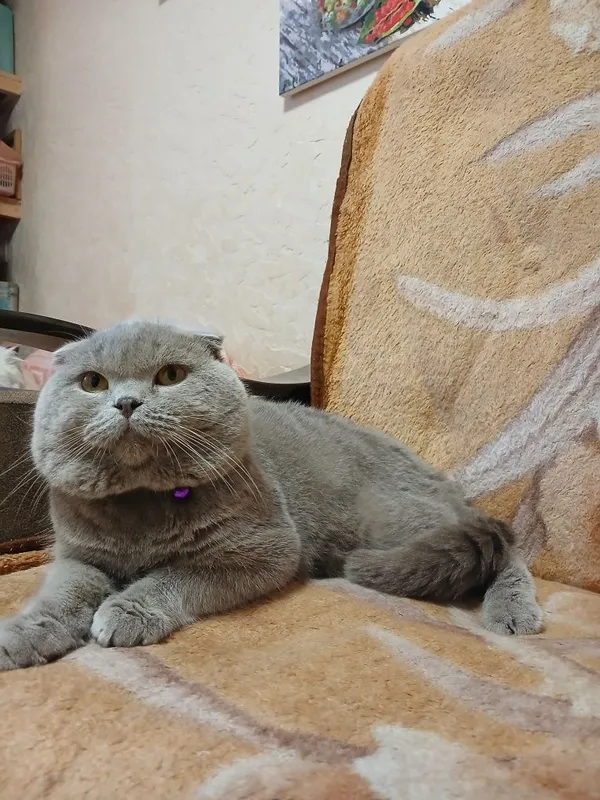 Выставляется котик на вязку — фото 2