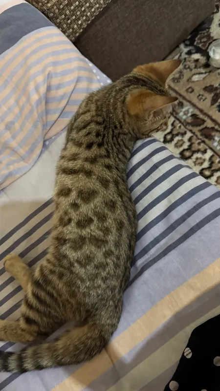 Бенгальская кошка 1 Бенгальская кошка 1