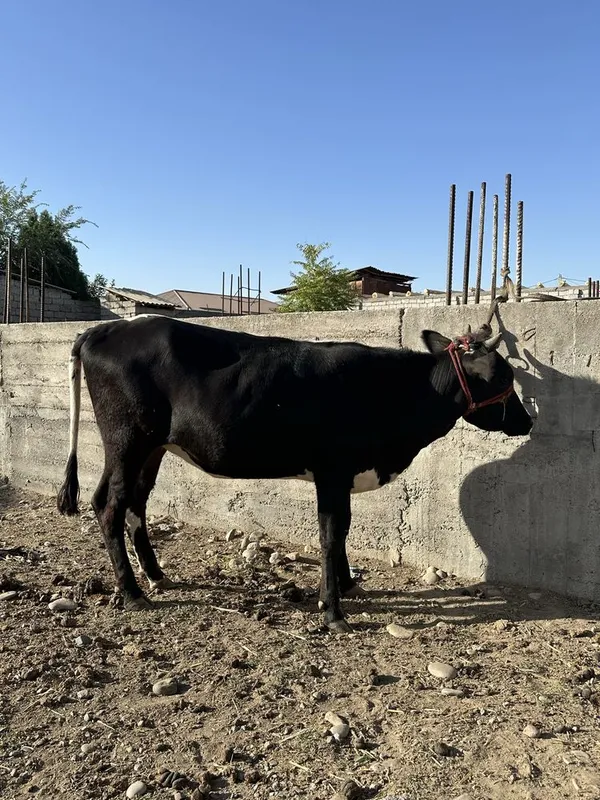 G’onojin sotiladi 1 G’onojin sotiladi 1