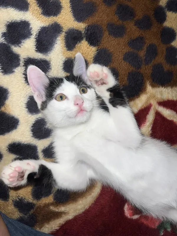 Отдаем котика в добрые руки