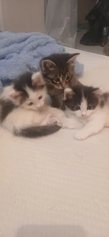 Котята в добрые руки.бесплатно 2