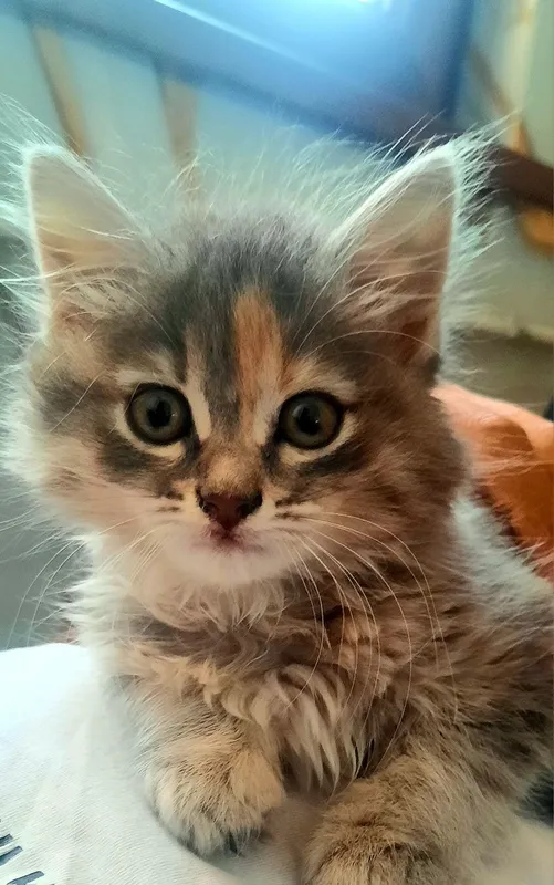 Котёнок ищет себе хозяина 3 Котёнок ищет себе хозяина 3