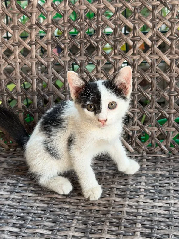 Отдам в добрые руки котят 5