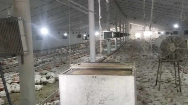 Продаются две фермы в Юкори чирчикском р-не (Ободон) 2,2га+1,02га — фото 5