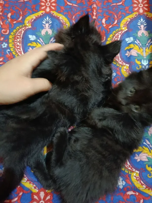 Mushuklar Hadiyaga Zotli Qora rangli chirintoylar — фото 6