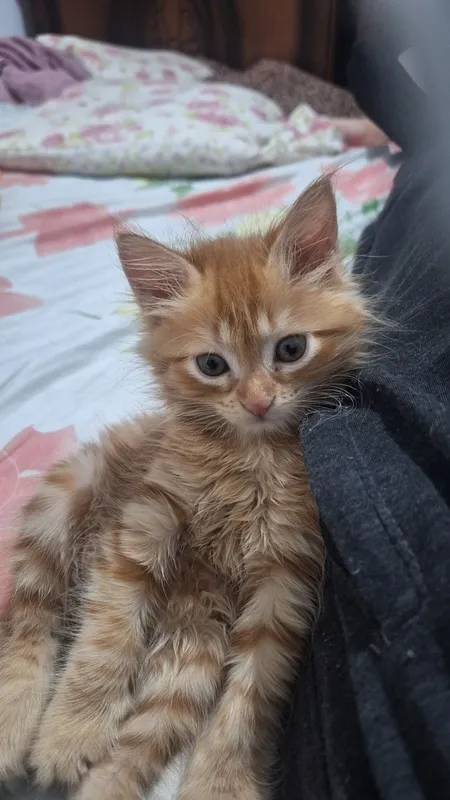 Срочно Продам кошечка мейнкун