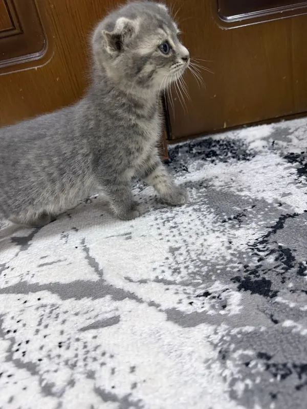 Котята пародии русско гоубой — фото 4