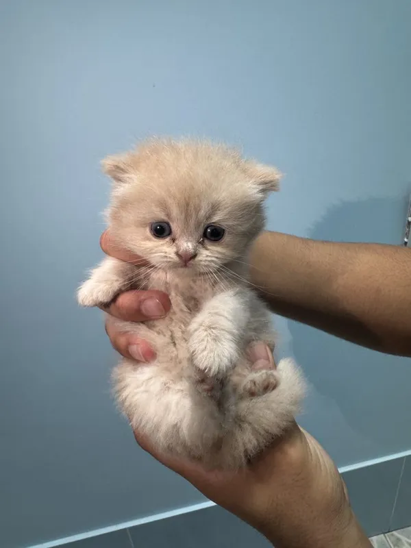 Котяты чистокровные — фото 3