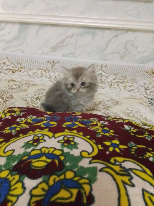 Toza zotli shinshila arzon etb beraman 1 Toza zotli shinshila arzon etb beraman 1