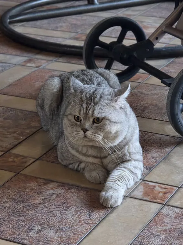Продам кошку Чистокровный Британский (short hair)