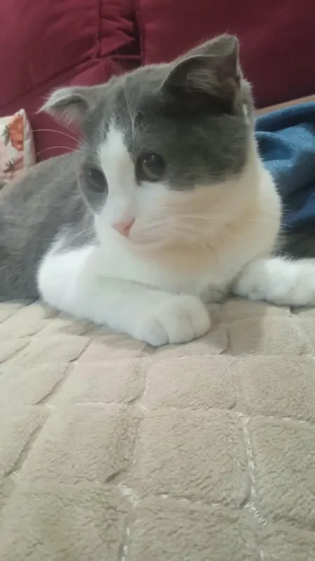 британский котёнок 3