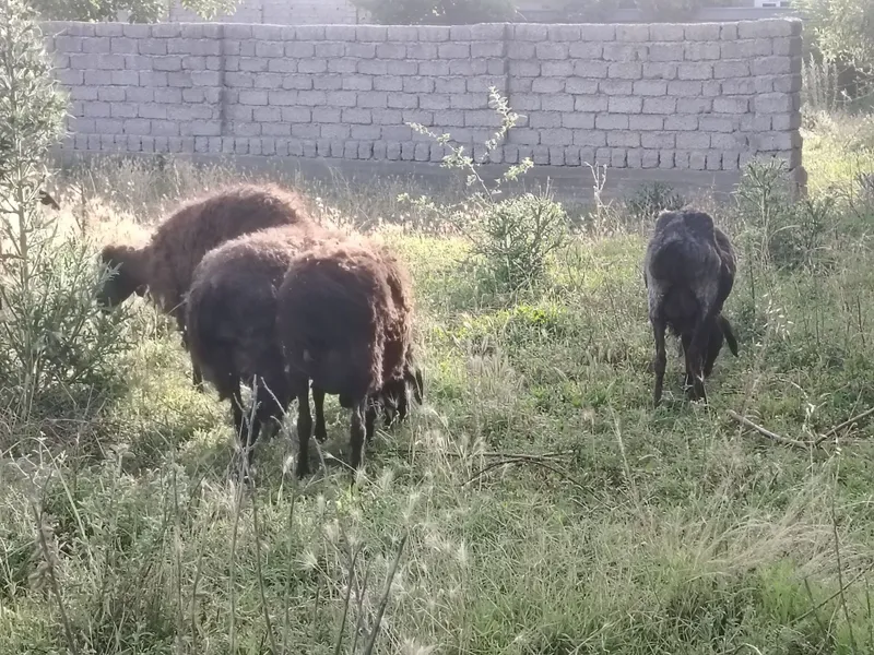 Qo'ylar holati zo'r sotlad — фото 1