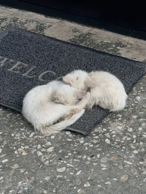 СРОЧНО!! Отдам в добрые руки очаровательных котят — фото 3