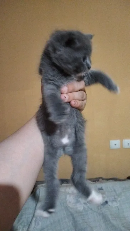 mushukcha zotdor