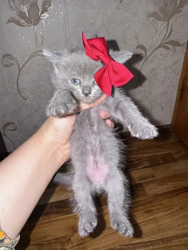 Scottish fold va Scottish straight — фото 3