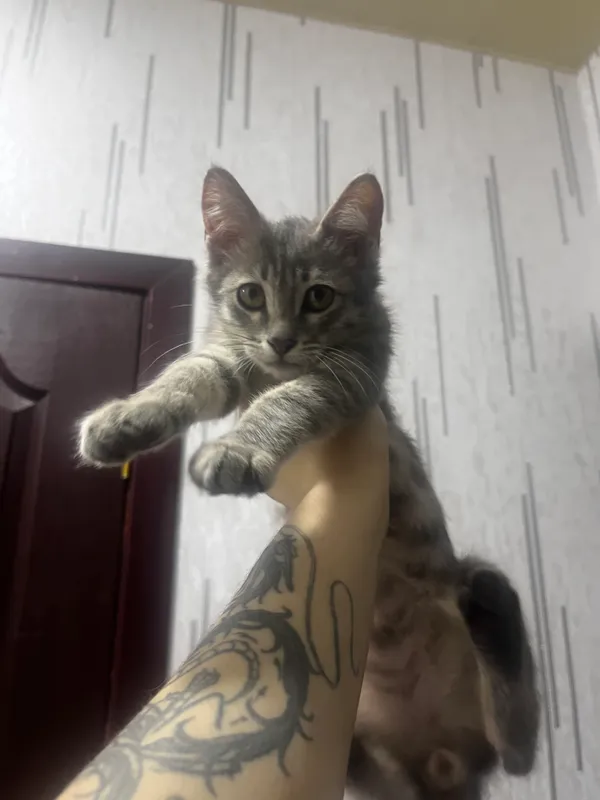 Отдам кота в добрые руки 2 Отдам кота в добрые руки 2