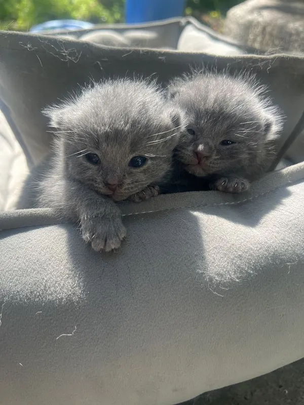 Готовятся котята британские — фото 1
