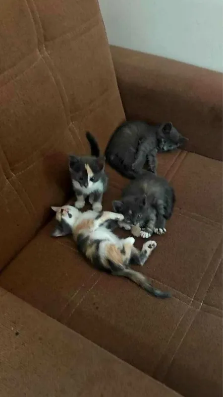 Котёнок / мушик боласи Котёнок / мушик боласи