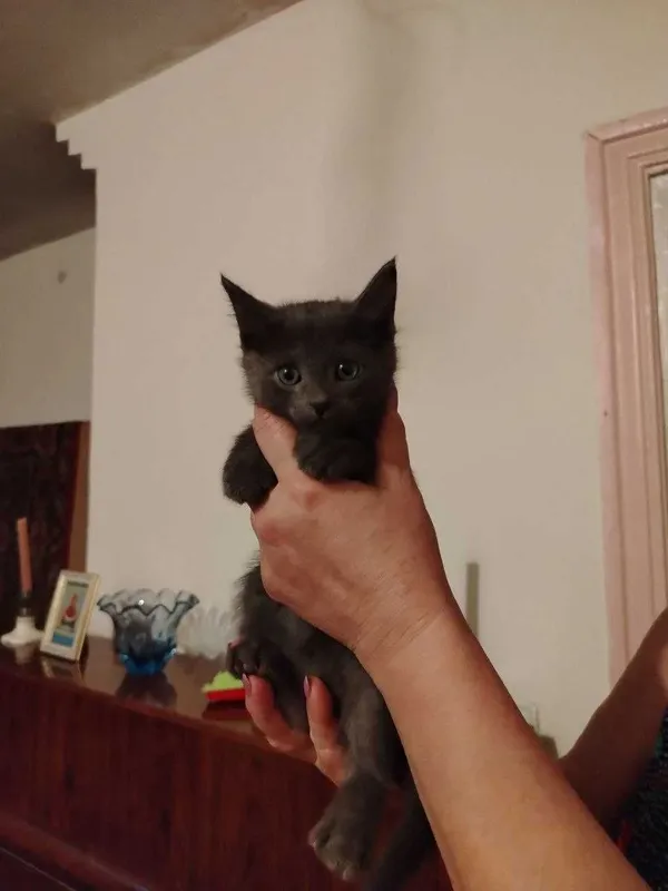 Домашние КОТЯТА в добрые руки