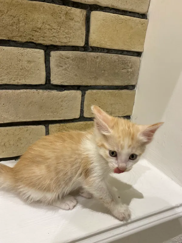 Котята 🧡 4