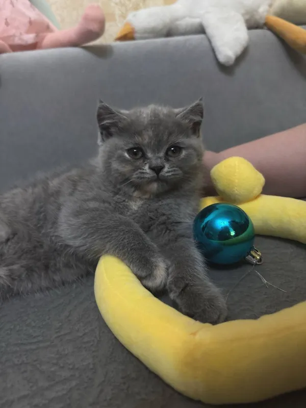 Британские котята 4 Британские котята 4