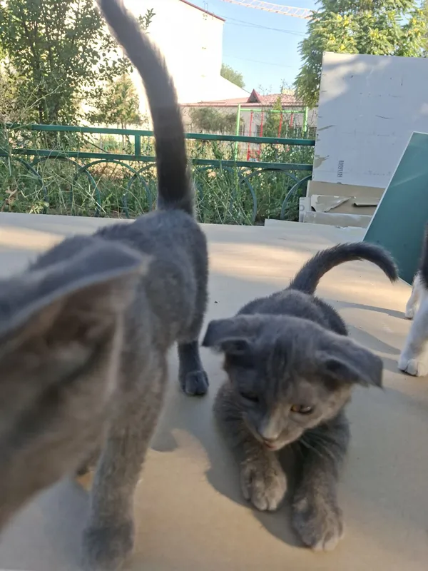 Котята отдам в хорошие руки... 3 Котята отдам в хорошие руки... 3