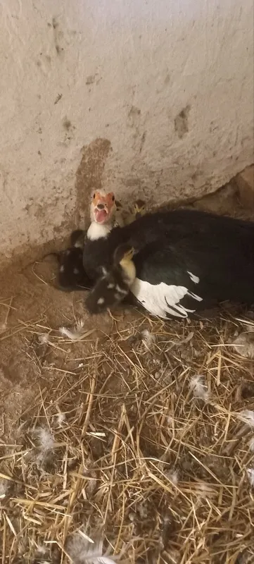 Indautka va urdakchalar 1 Indautka va urdakchalar 1