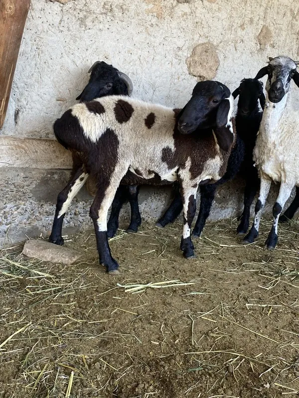 Qo’chqor barra sotiladi uyni moli yeb ichishi zor 2