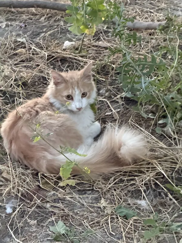 Потерялся кот!!! — фото 1