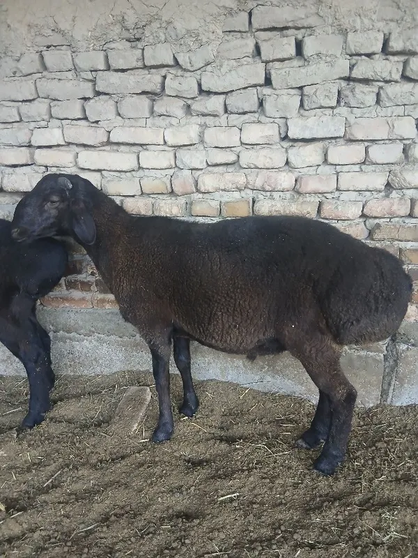 Qochqor sotiladi