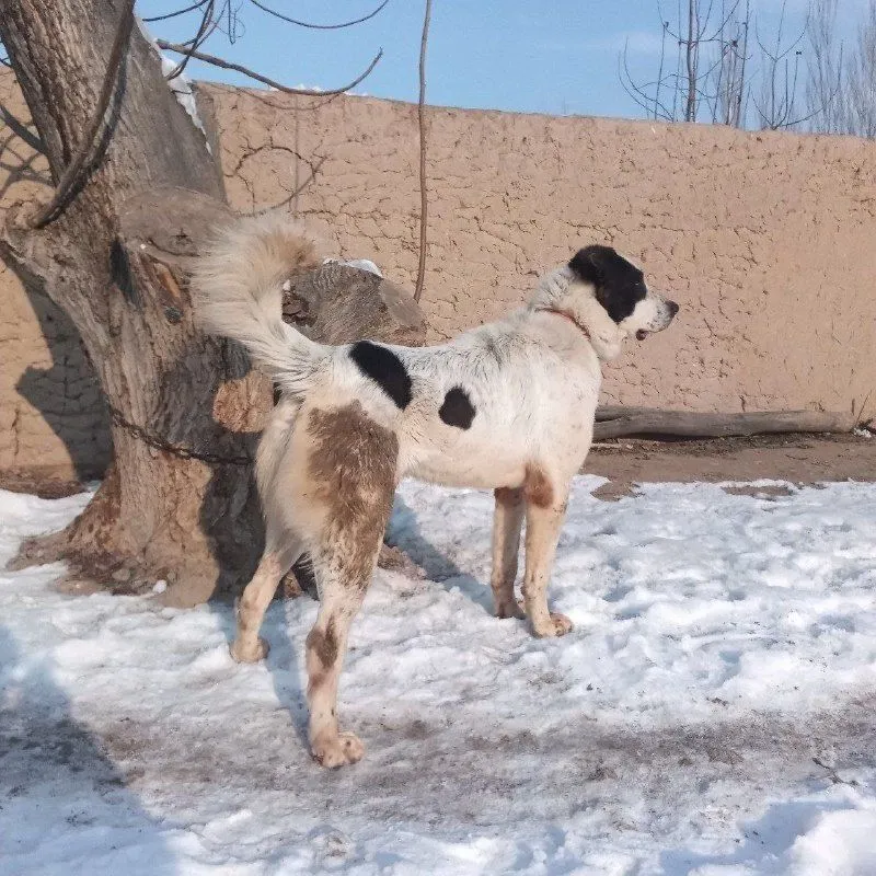 Сотилади пародаси Алабай Болари — фото 1
