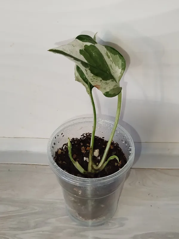 Epipremnum Enjoy detkasi