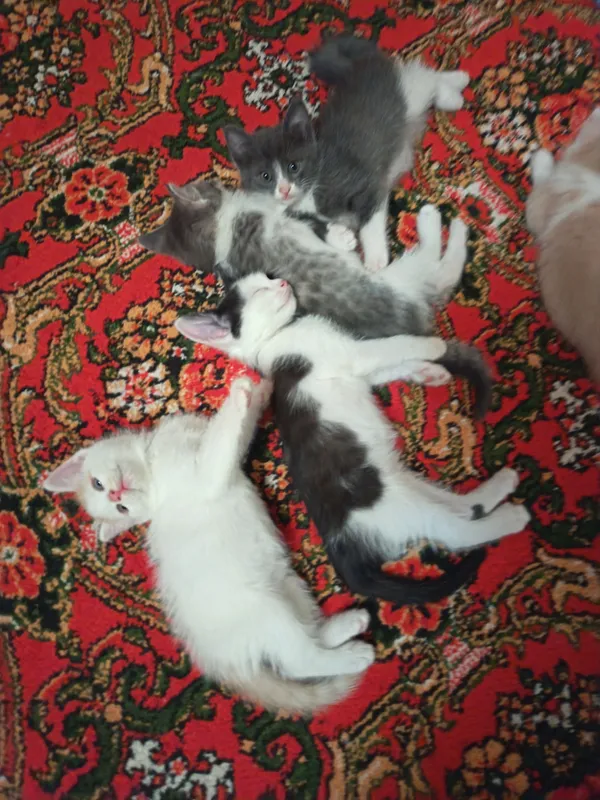 Продается котята из длинной шерсти — фото 1 Продается котята из длинной шерсти — фото 1