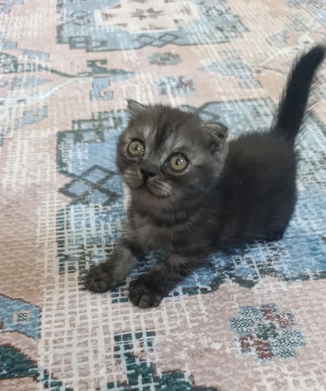 Продаются вислоухие котята! — фото 3