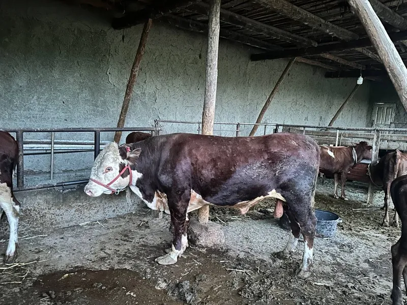 Gireford buqqasi sotiladi 2