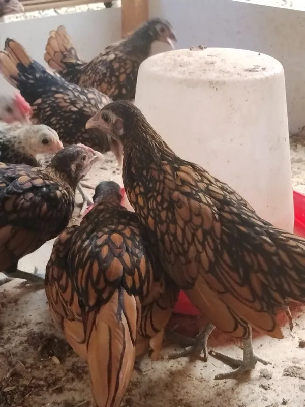 Sibrayt joʻjalari sotiladi 5 Sibrayt joʻjalari sotiladi 5