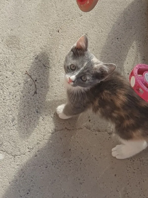 Котят отдадим бесплатно 2 Котят отдадим бесплатно 2