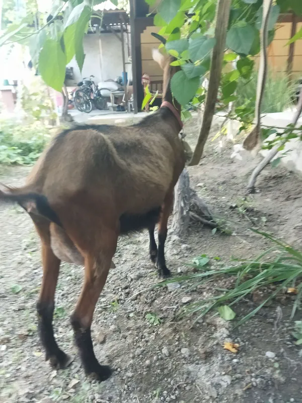 Allpen echki sotiladi 1